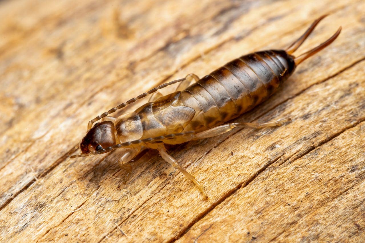 termite 